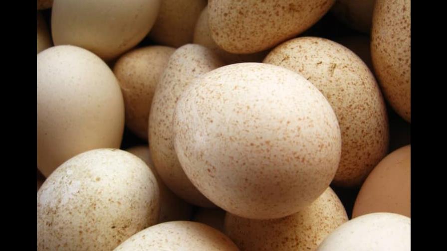 Llegan este martes a RD siete mil huevos de pavos para iniciar la crianza en granjas Llegan este martes a RD siete mil huevos de pavos para iniciar la crianza en granjas