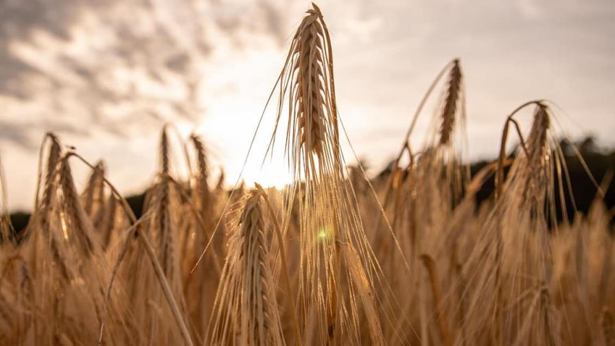 EEUU llama a acción global para que el trigo ucraniano llegue a países pobres