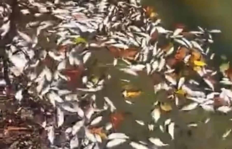 PGR y Medio Ambiente investigan muerte de peces en el río Soco