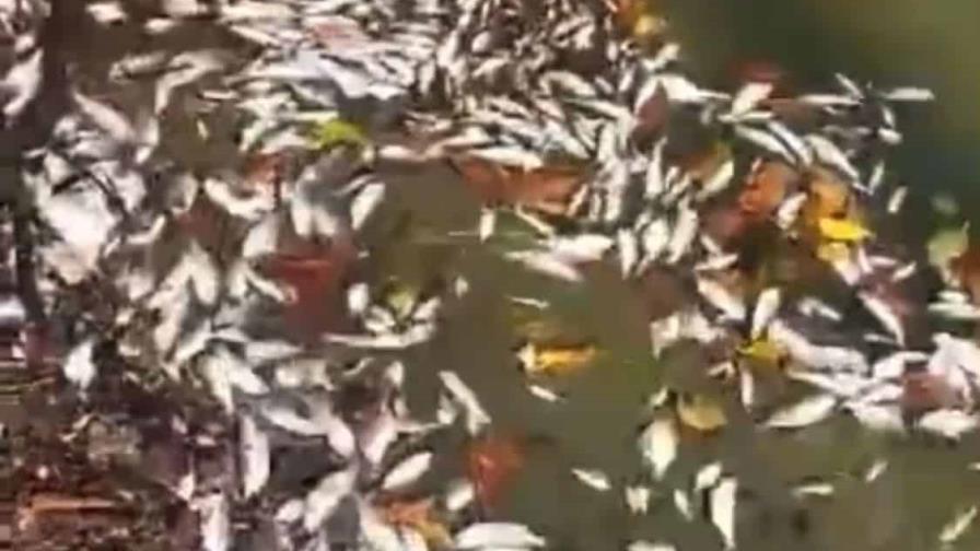 PGR y Medio Ambiente investigan muerte de peces en el río Soco PGR y Medio Ambiente investigan muerte de peces en el río Soco