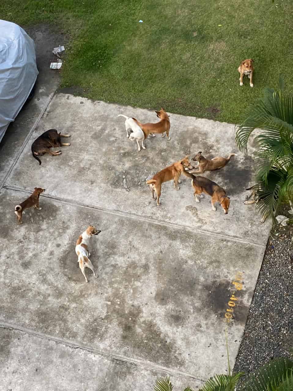 Otro problema son los perros realengos en el sector.