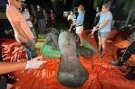 Cuerpo de manatí Juanita llega al Acuario Nacional