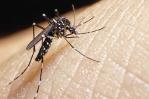 Santiago, Hato Mayor, Santo Domingo Norte y Este registran mayor cantidad de casos de dengue