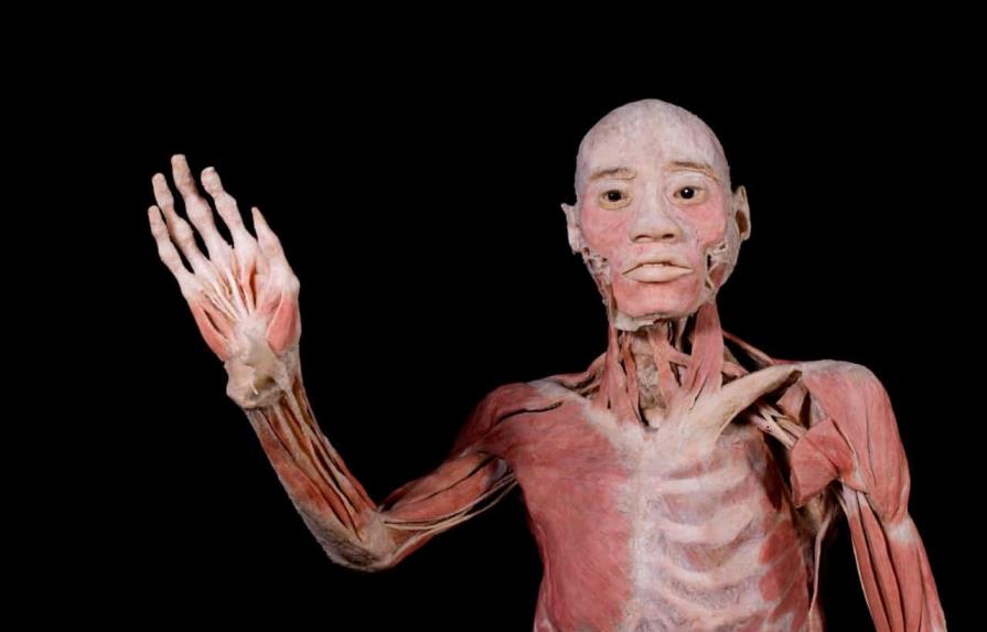 La exposición “Bodies: cuerpos humanos reales” se presentará en Sambil