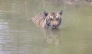 La nueva vida de once tigres abandonados por la covid en un zoo de Tailandia