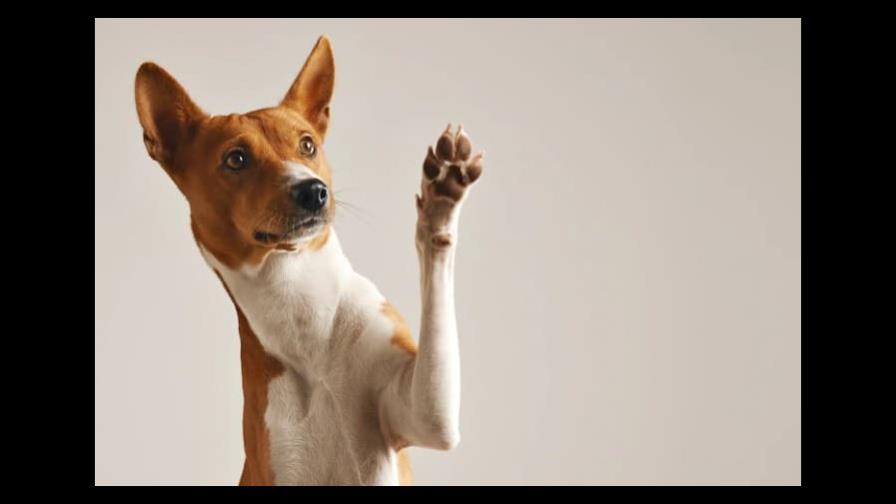 Hábitos de los perros y su significado Hábitos de los perros y su significado