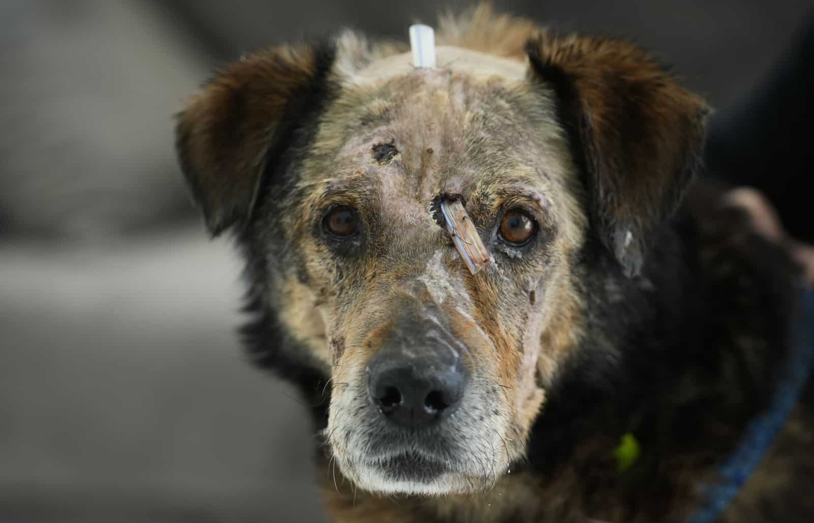 ARCHIVO - Un perro herido en el centro de la fundación ADA en Przemysl, sureste de Polonia, el lunes 28 de marzo de 2022. En medio del éxodo de más de 2,2 millones de refugiados ucranianos a Polonia que huyeron de la invasión rusa, están los amantes de las mascotas que no pudieron irse.