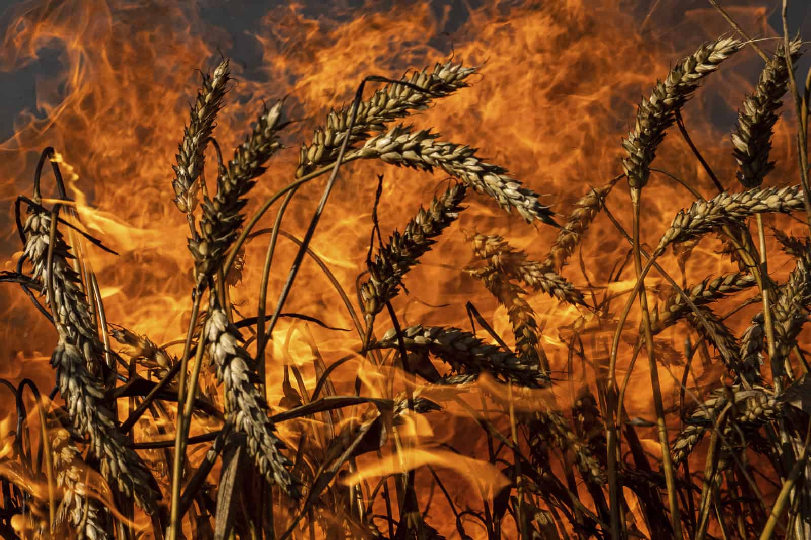 ARCHIVO - Un campo de trigo arde después de un bombardeo ruso a pocos kilómetros de la frontera entre Ucrania y Rusia en la región de Kharkiv, Ucrania, el viernes 29 de julio de 2022.