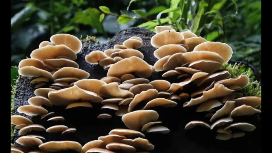 Descubren la historia evolutiva que culminó con origen de animales y hongos