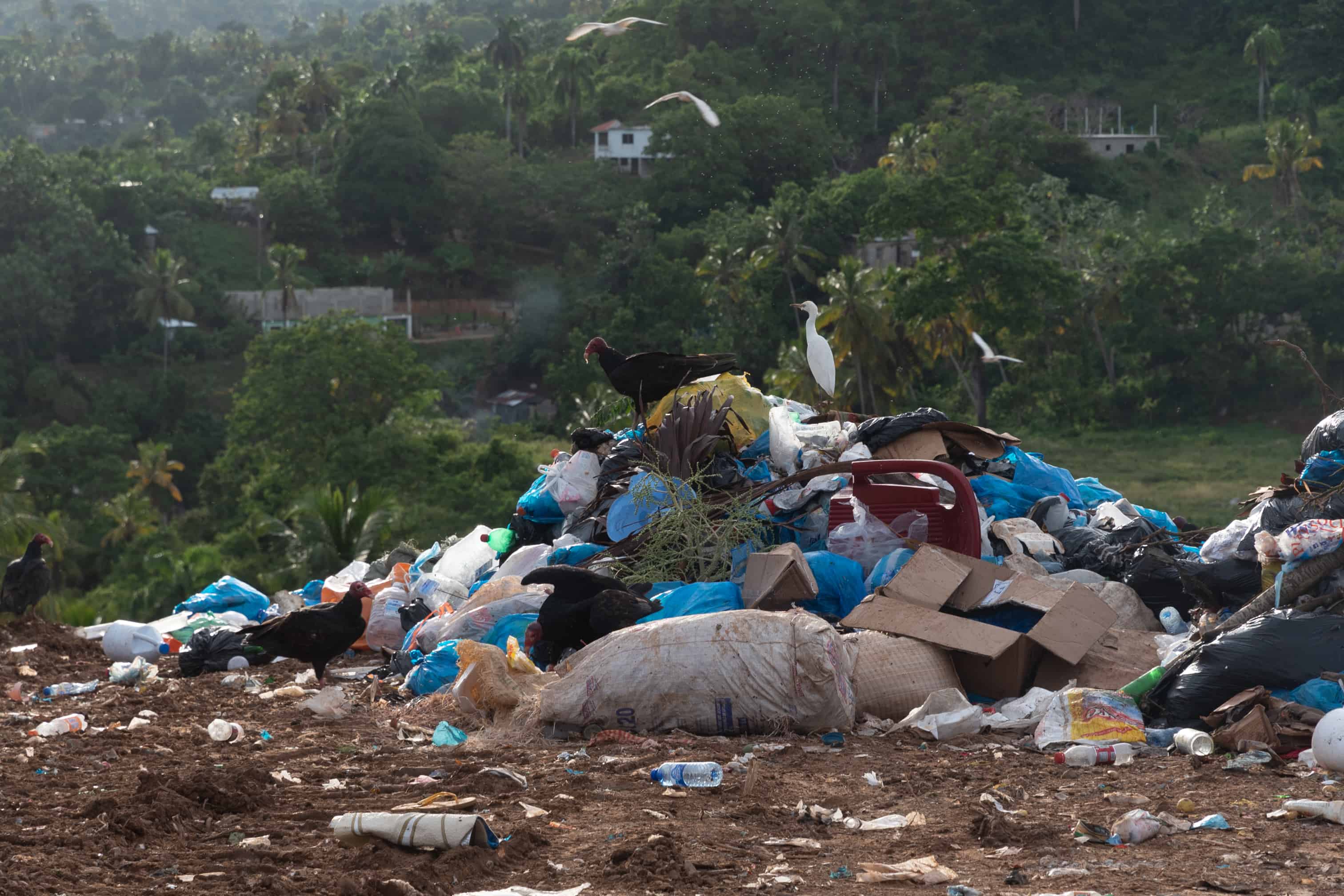 Vista de buitres de pavo y garzas sobre basura en el vertedero de Samaná, el lunes 22 de agosto de 2022.