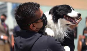 Asesino de perros de rescate y asistencia emocional fue condenado a diez años de cárcel en México