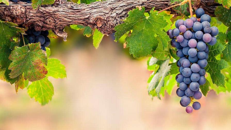 Las altas temperaturas en China convierten cultivo de uvas en pasas