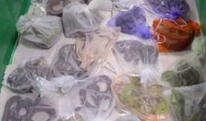 Traficante admite que ingresó a EEUU serpientes y lagartos en sus pantalones