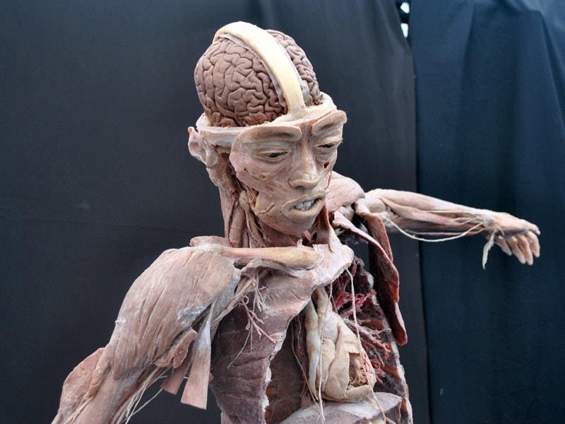 Exhibición de cuerpos humanos y Don Miguelo en la Arena Cibao activan el fin de semana local