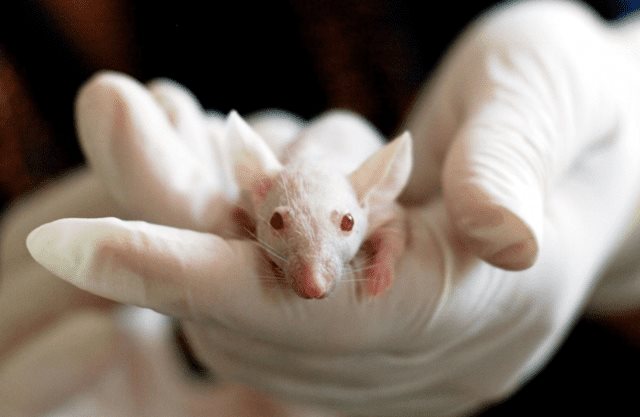 Activar la formación de neuronas restaura la memoria en ratones con alzhéimer