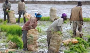 Arroceros exigen subsidio del gobierno para evitar alza del cereal