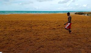 República Dominicana sigue sin ejecución de un plan para controlar sargazo