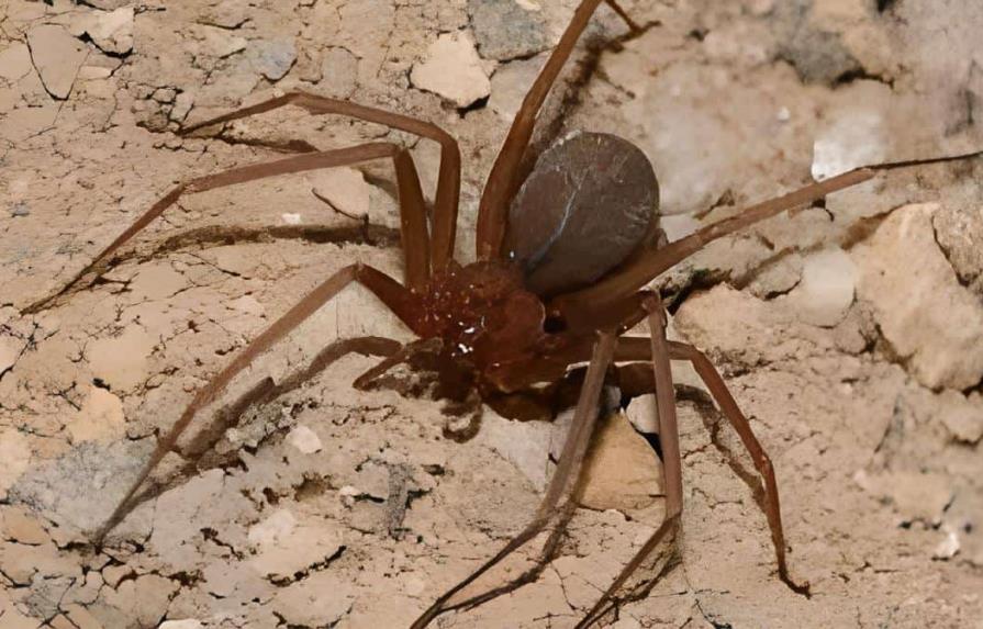Agricultura dice casos de araña marrón deben ser investigados por Salud Pública