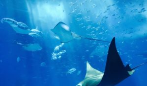 Los países no logran pactar un tratado de los océanos y seguirán negociando