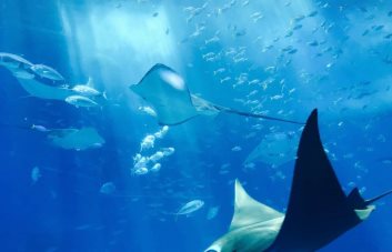 Los países no logran pactar un tratado de los océanos y seguirán negociando