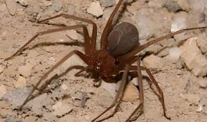 Provincial de Salud Pública en Valverde hablará sobre las arañas este lunes