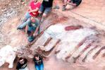 Hallado en Portugal un enorme dinosaurio saurópodo