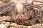 Medio Ambiente indaga caso de la araña marrón Medio Ambiente indaga caso de la araña marrón