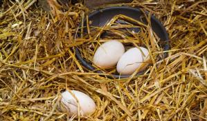 Gobierno importará más huevos de pavo para fomentar su crianza familiar