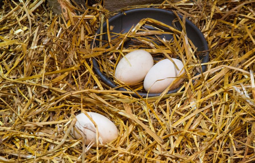 Gobierno importará más huevos de pavo para fomentar su crianza familiar