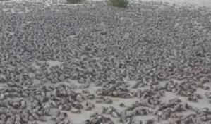 Miles de cangrejos ermitaños migran hacia el mar en Bahía de las Águilas