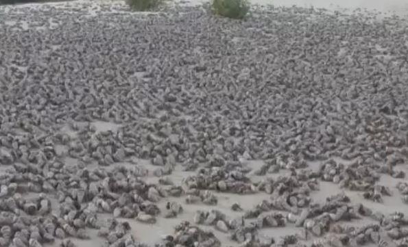 Miles de cangrejos ermitaños migran hacia el mar en Bahía de las Águilas