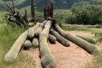Fuertes lluvias derriban un cactus gigante de 200 años en Arizona