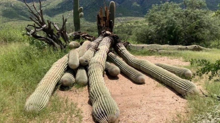 Fuertes lluvias derriban un cactus gigante de 200 años en Arizona