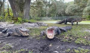 Director de zoológico en la Florida pierde parte de un brazo en segundo ataque de caimán en 10 años