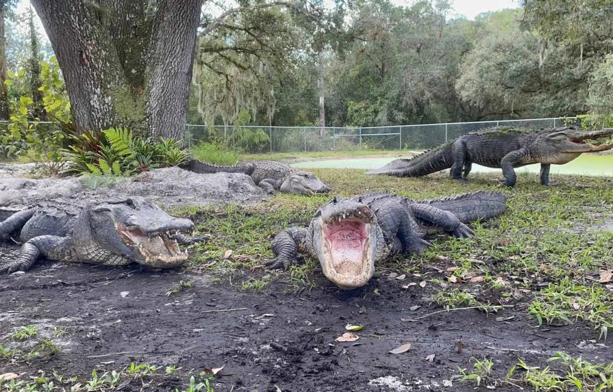 Director de zoológico en la Florida pierde parte de un brazo en segundo ataque de caimán en 10 años