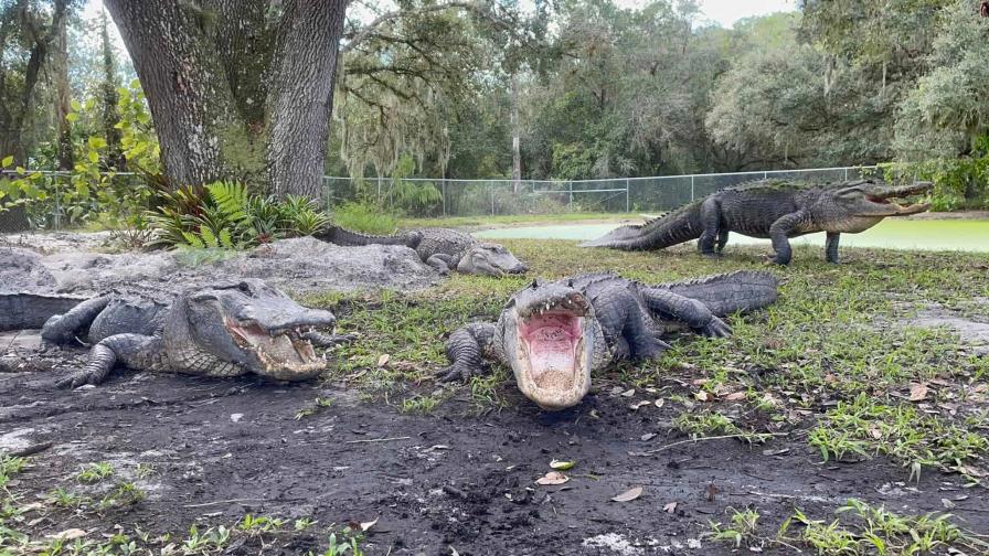 Director de zoológico en la Florida pierde parte de un brazo en segundo ataque de caimán en 10 años