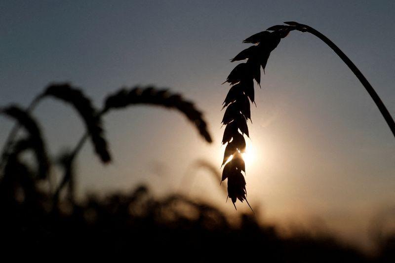 Ucrania acusa a Rusia de robarle entre 500,000 y 800,000 toneladas de grano