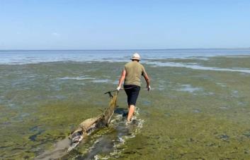 Un científico ucraniano cuenta los delfines muertos por la guerra