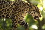 Rescatan a dos jaguares que estaban enjaulados en una finca en Costa Rica Rescatan a dos jaguares que estaban enjaulados en una finca en Costa Rica