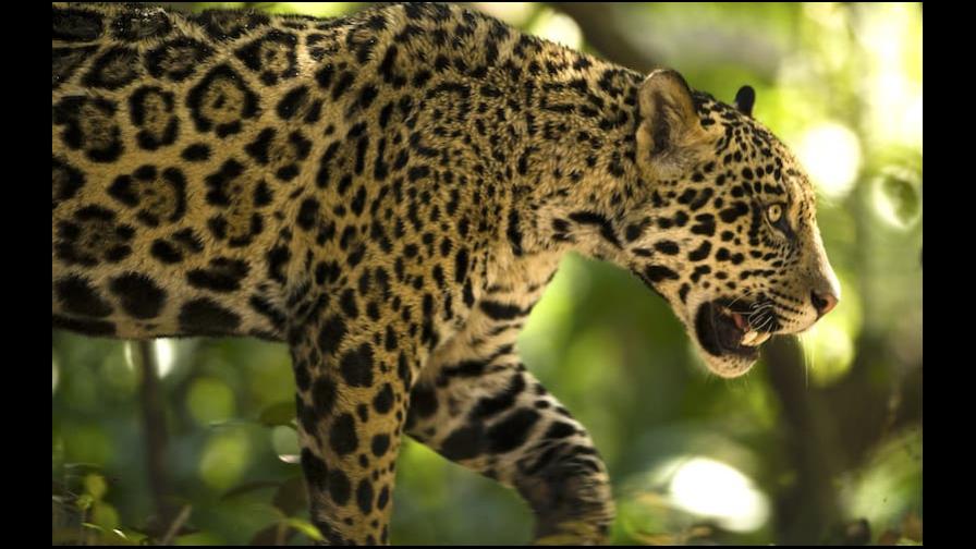 Rescatan a dos jaguares que estaban enjaulados en una finca en Costa Rica Rescatan a dos jaguares que estaban enjaulados en una finca en Costa Rica