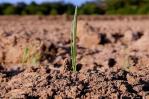 FAO: Recarbonizar el suelo para luchar contra el cambio climático y el hambre