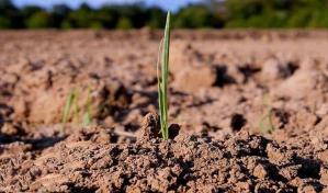 FAO: Recarbonizar el suelo para luchar contra el cambio climático y el hambre