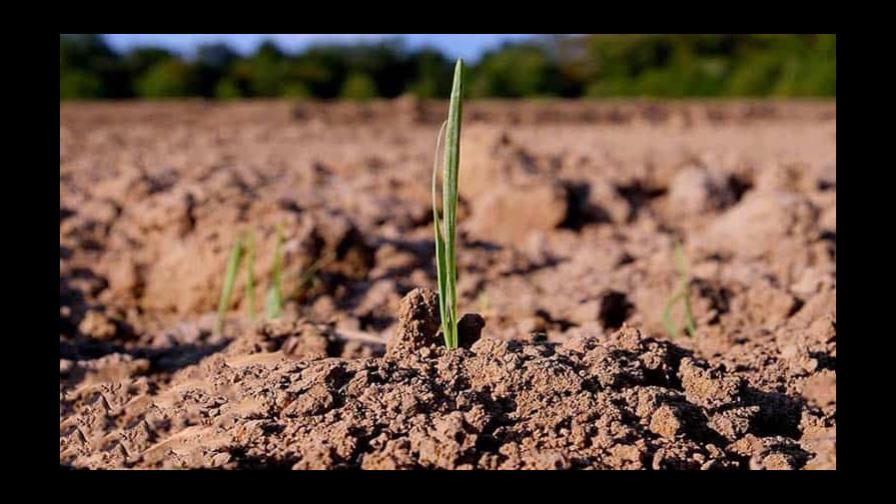 FAO: Recarbonizar el suelo para luchar contra el cambio climático y el hambre