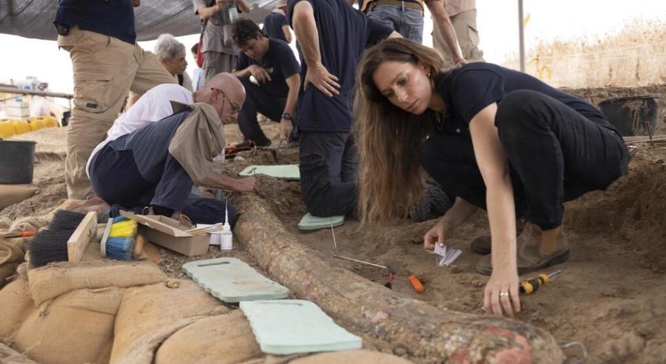 Descubren en Israel colmillo de elefante de 500,000 años