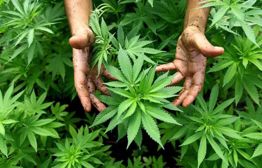 Panamá reglamenta ley sobre el uso medicinal y terapéutico del cannabis