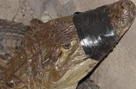 Incautan armas, municiones y 19 caimanes vinculados al narcotráfico en Puerto Rico