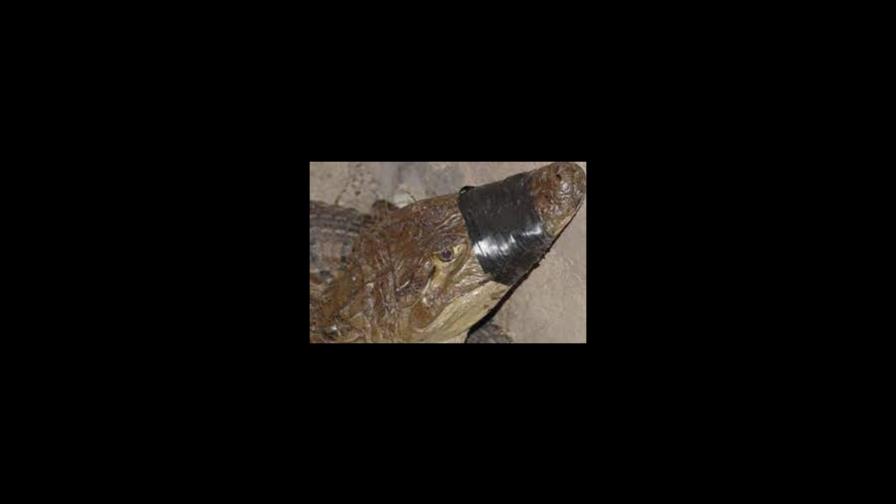 Incautan armas, municiones y 19 caimanes vinculados al narcotráfico en Puerto Rico