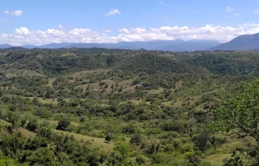 Cámara Forestal califica de “funesta” suspensión de aprovechamiento de madera bruta