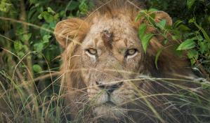 Uganda condena a 17 años de cárcel a dos cazadores furtivos por matar a seis leones