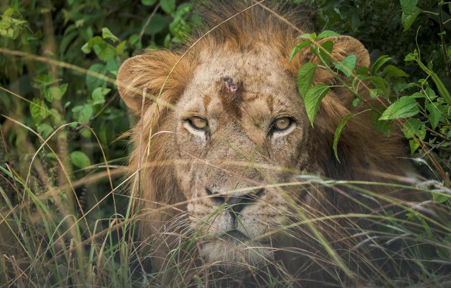 Uganda condena a 17 años de cárcel a dos cazadores furtivos por matar a seis leones